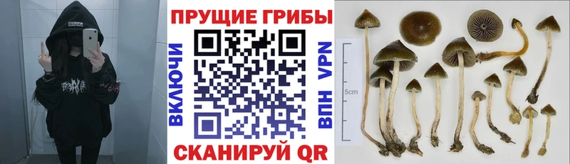 Купить где  Калачинск  Псилоцибиновые грибы ЛСД 